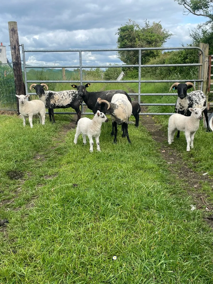 HOGGETS WITH LAMBS - Image 3