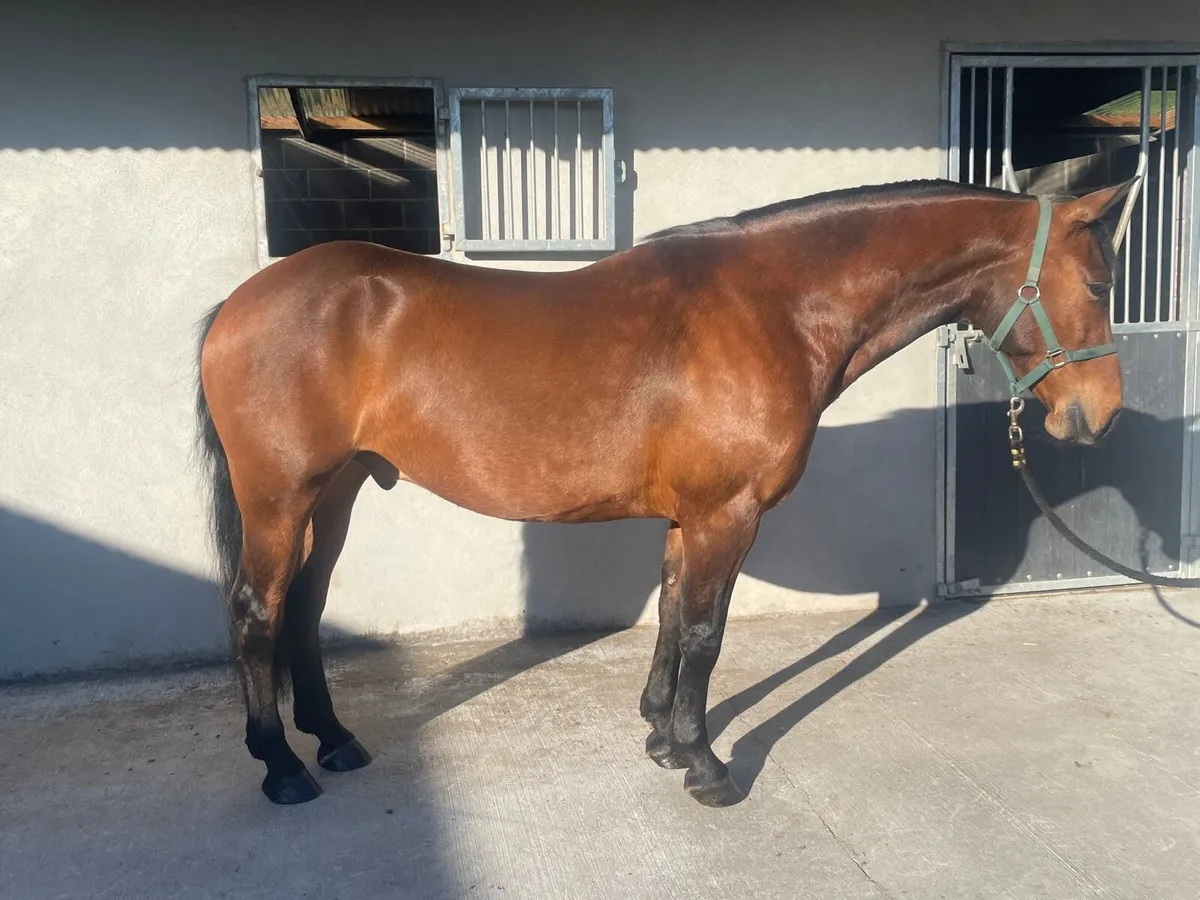 5 y/o gelding connemara x ish - Image 1