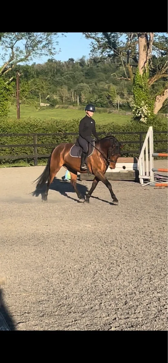 5 y/o gelding connemara x ish - Image 2