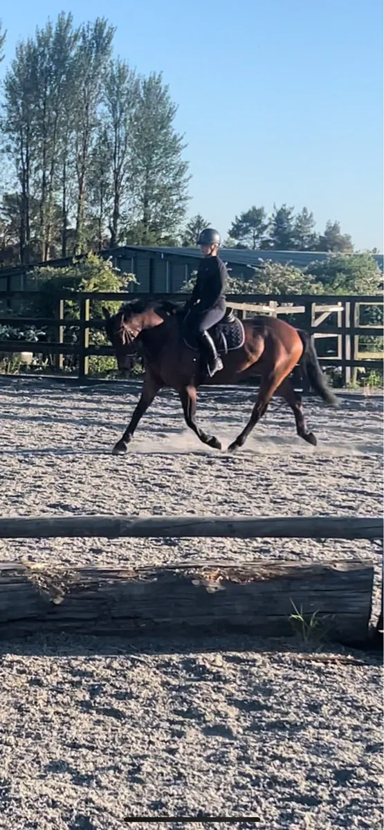 5 y/o gelding connemara x ish - Image 3
