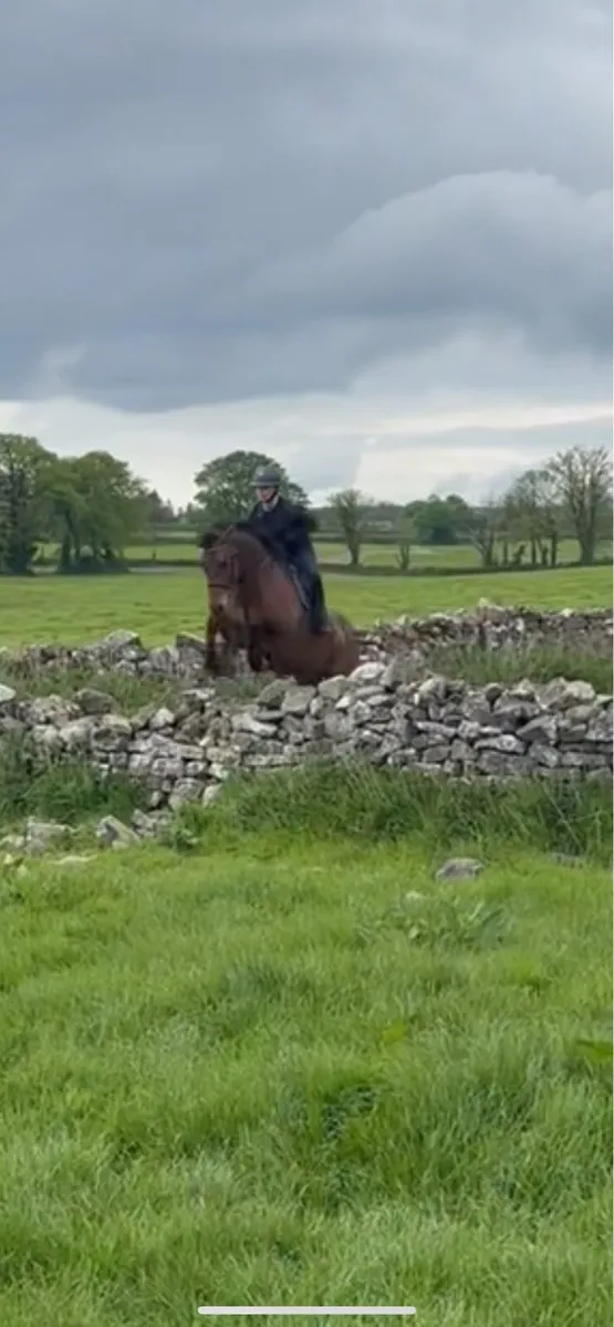 5 y/o gelding connemara x ish - Image 4