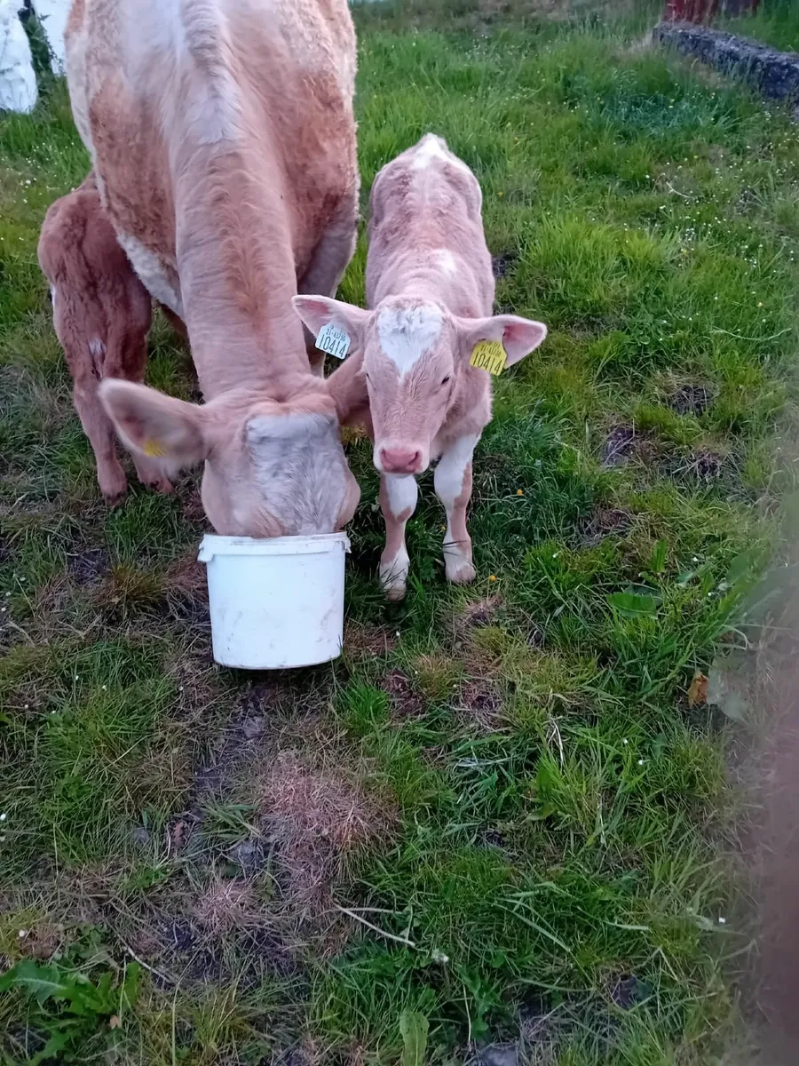 Calf - Image 1