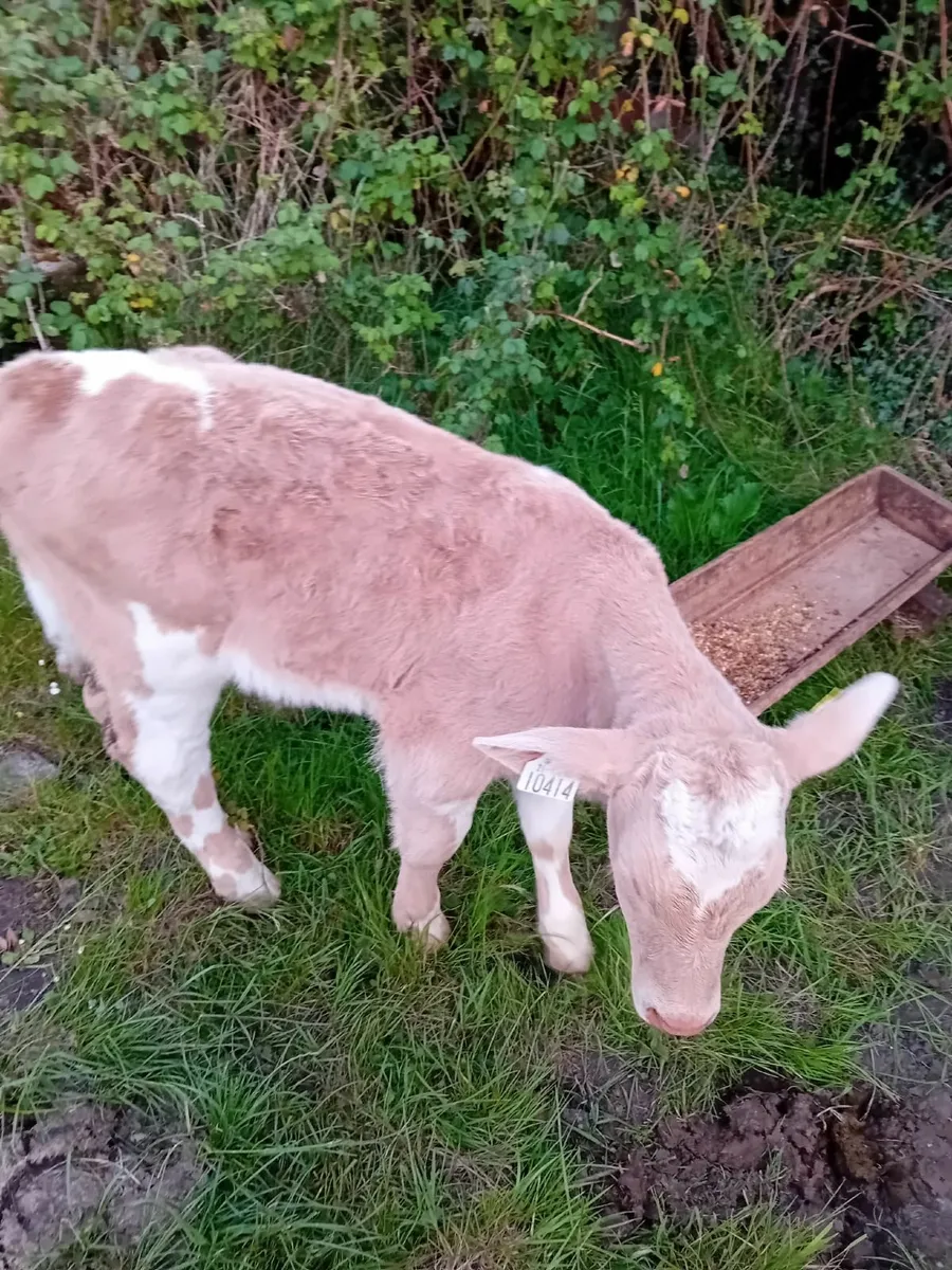 Calf - Image 2