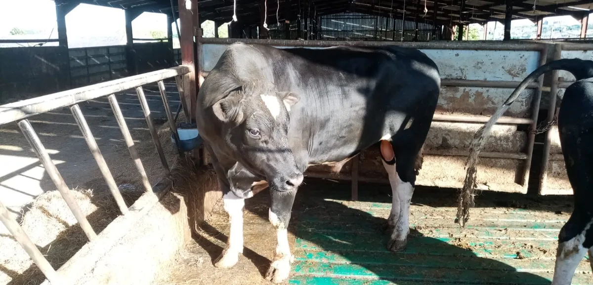 Bulls - Image 3