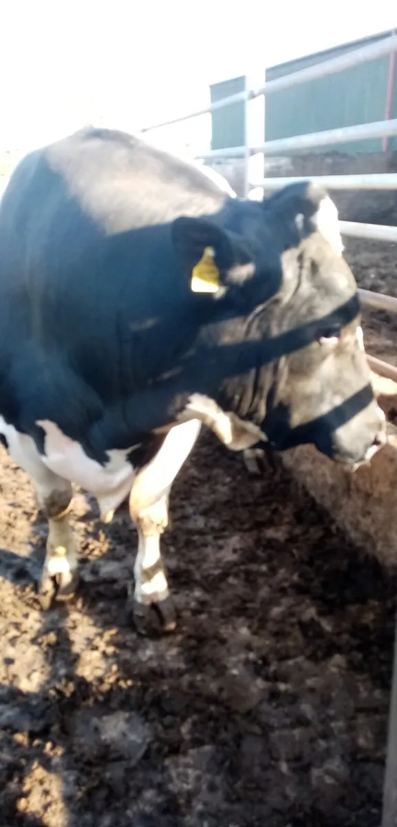 Bulls - Image 1