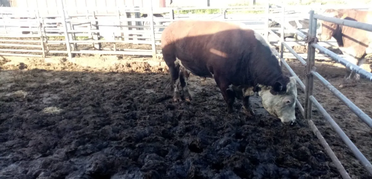 Bulls - Image 4