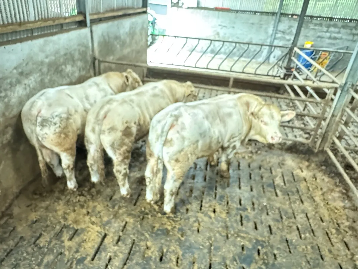 3 Pedigree Charolais Bulls for Sale - Image 1