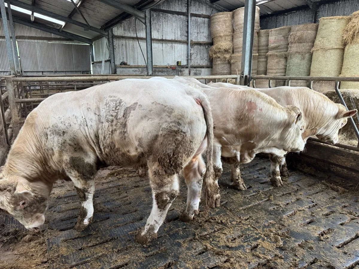 3 Pedigree Charolais Bulls for Sale - Image 2