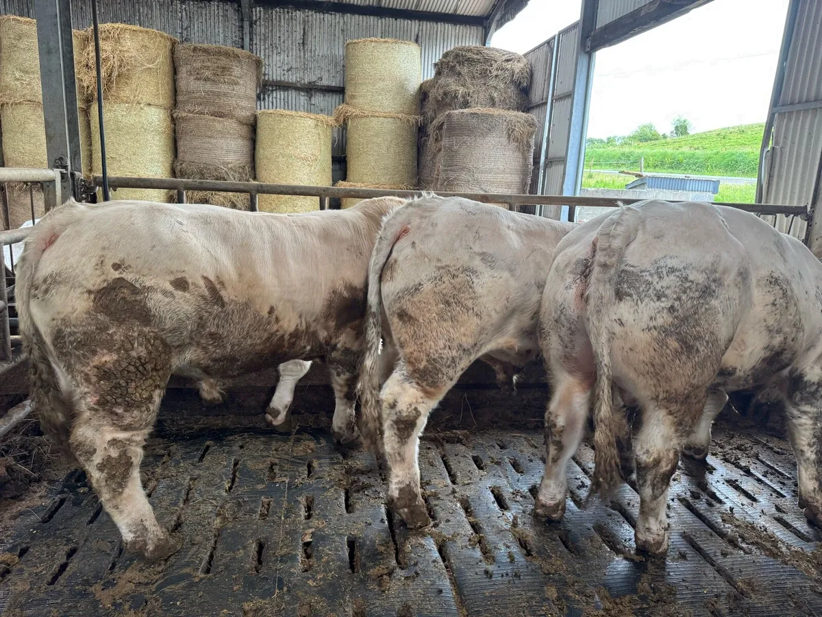 3 Pedigree Charolais Bulls for Sale - Image 3