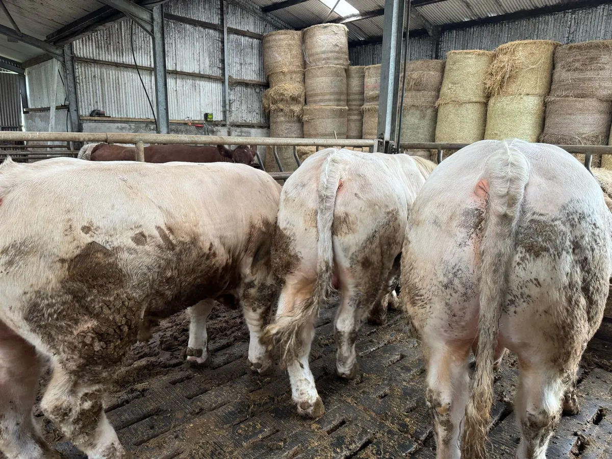 3 Pedigree Charolais Bulls for Sale - Image 4