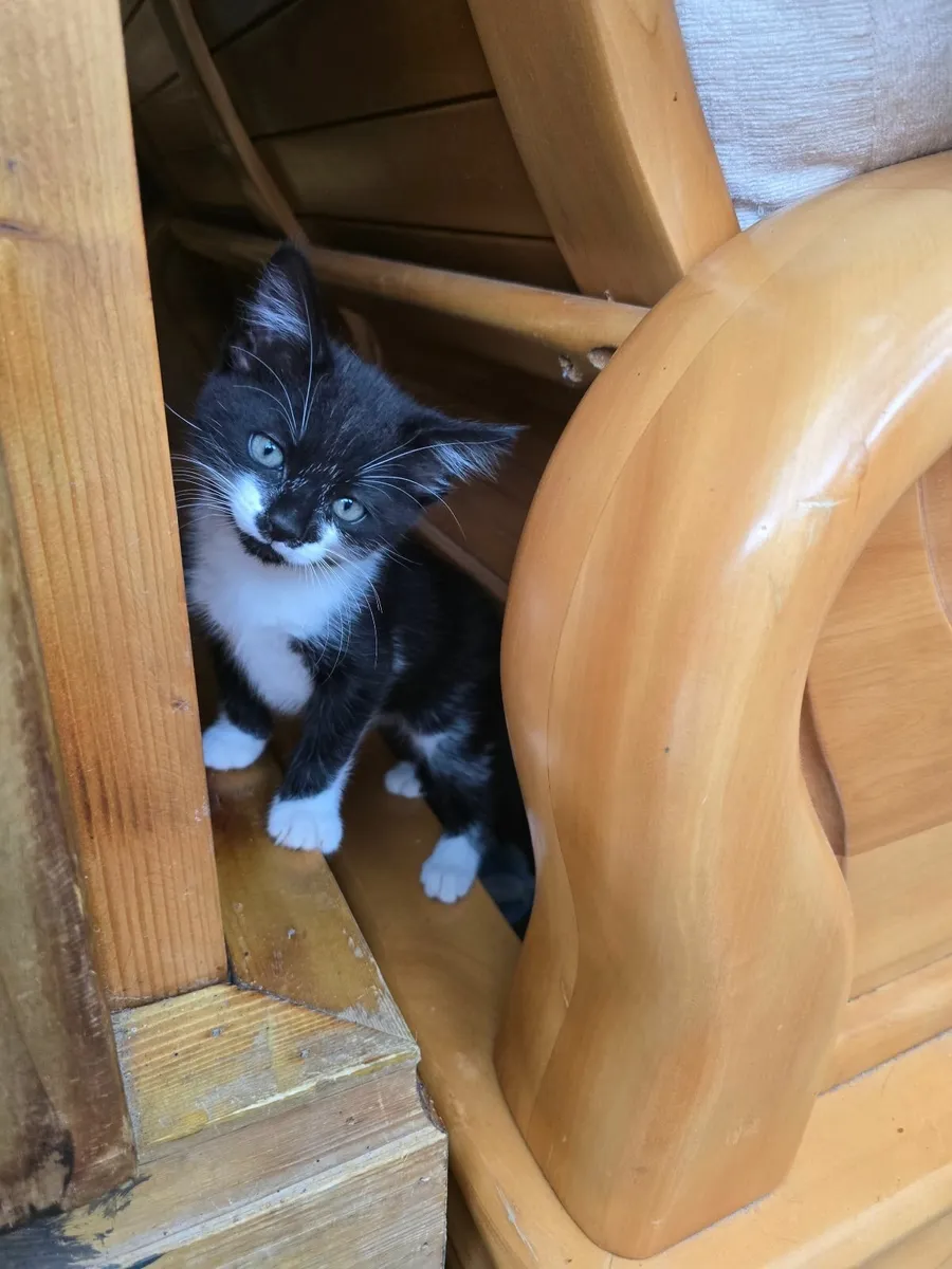Kitten - Image 1