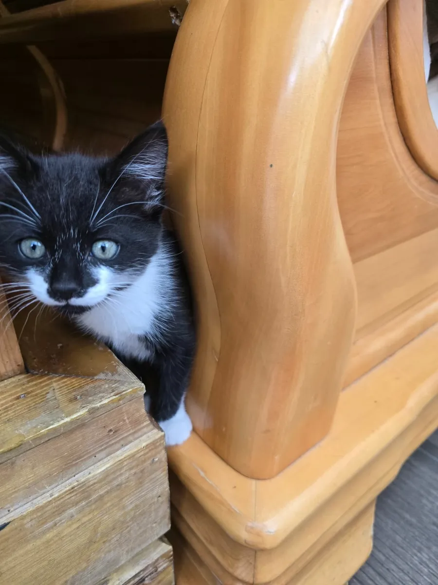 Kitten - Image 2