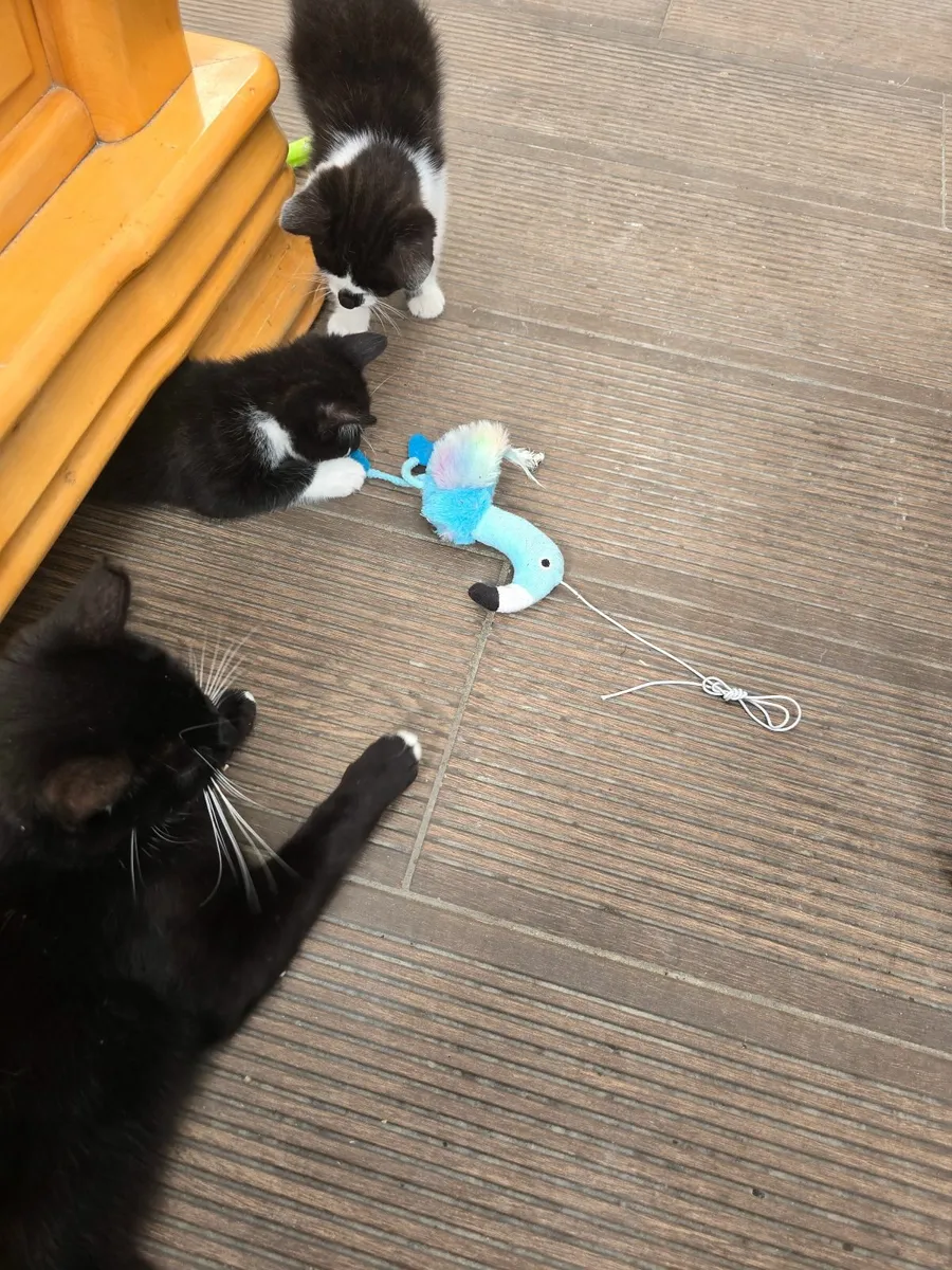 Kitten - Image 3