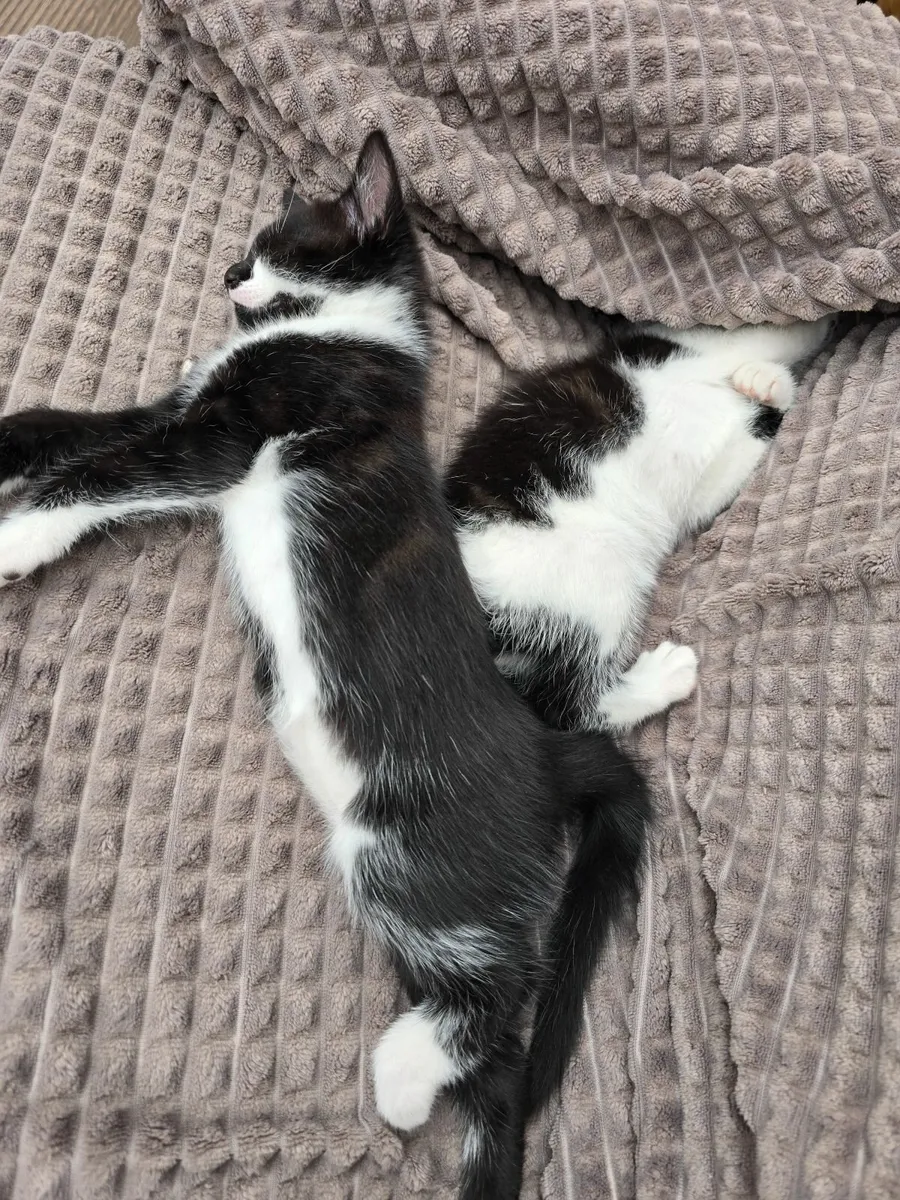 Kitten - Image 4