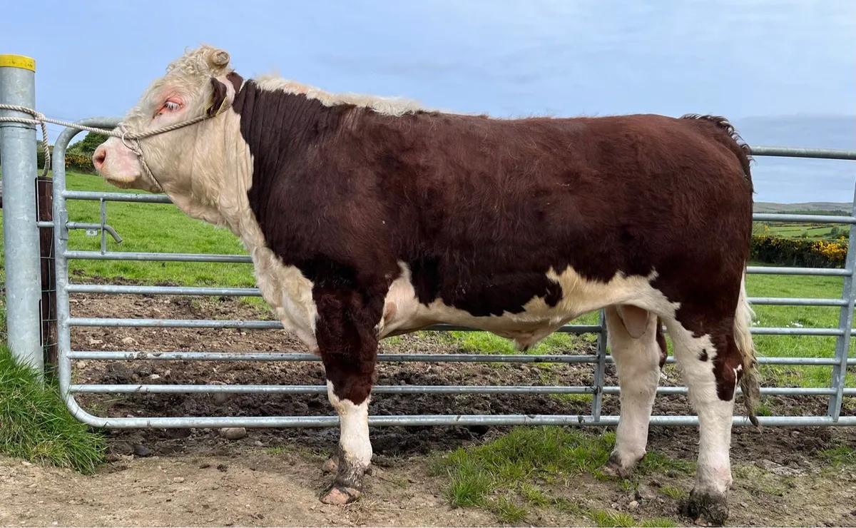 Pedigree Hereford bull