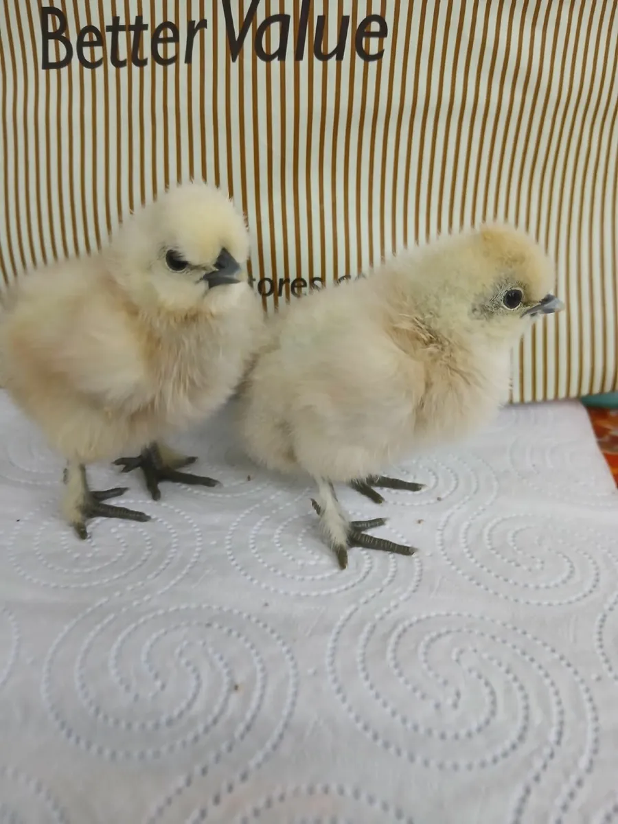 White silkie chicks - Image 2