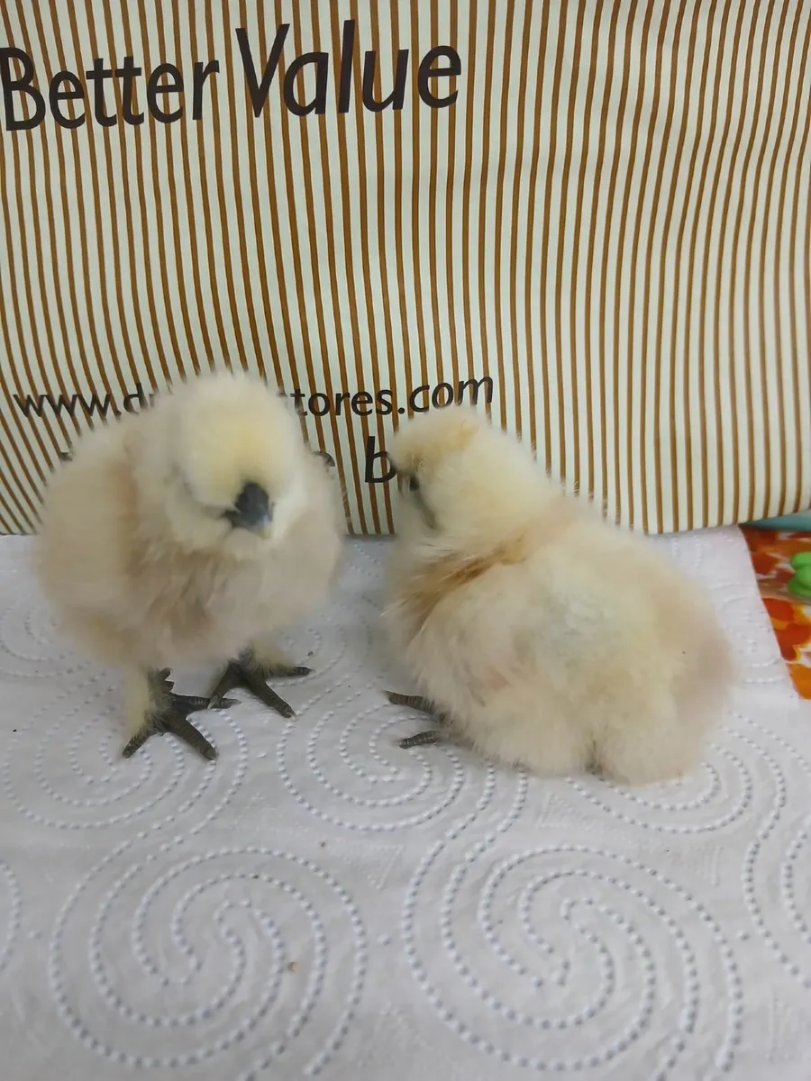 White silkie chicks - Image 3