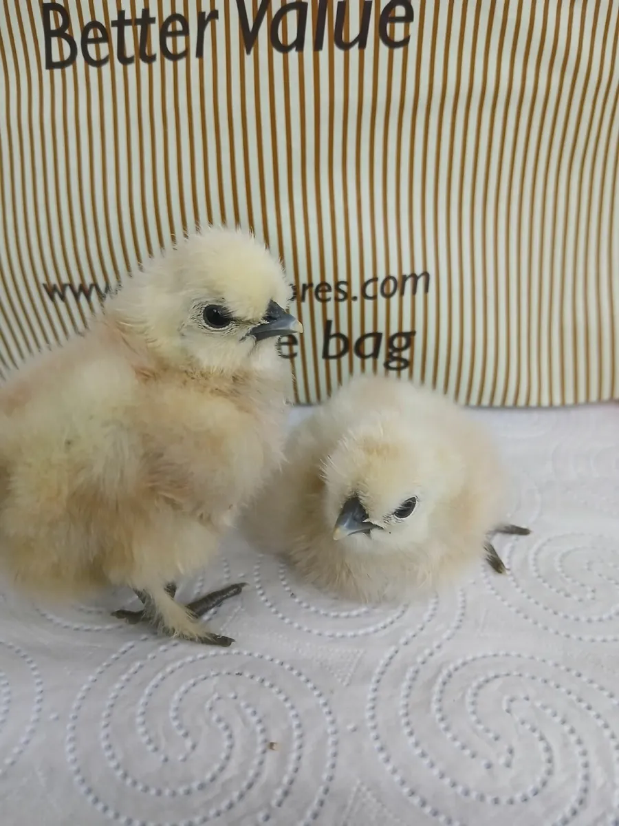 White silkie chicks - Image 1