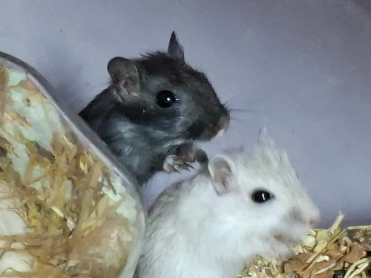 GERBILS-The cleanest and best entertainers - Image 3