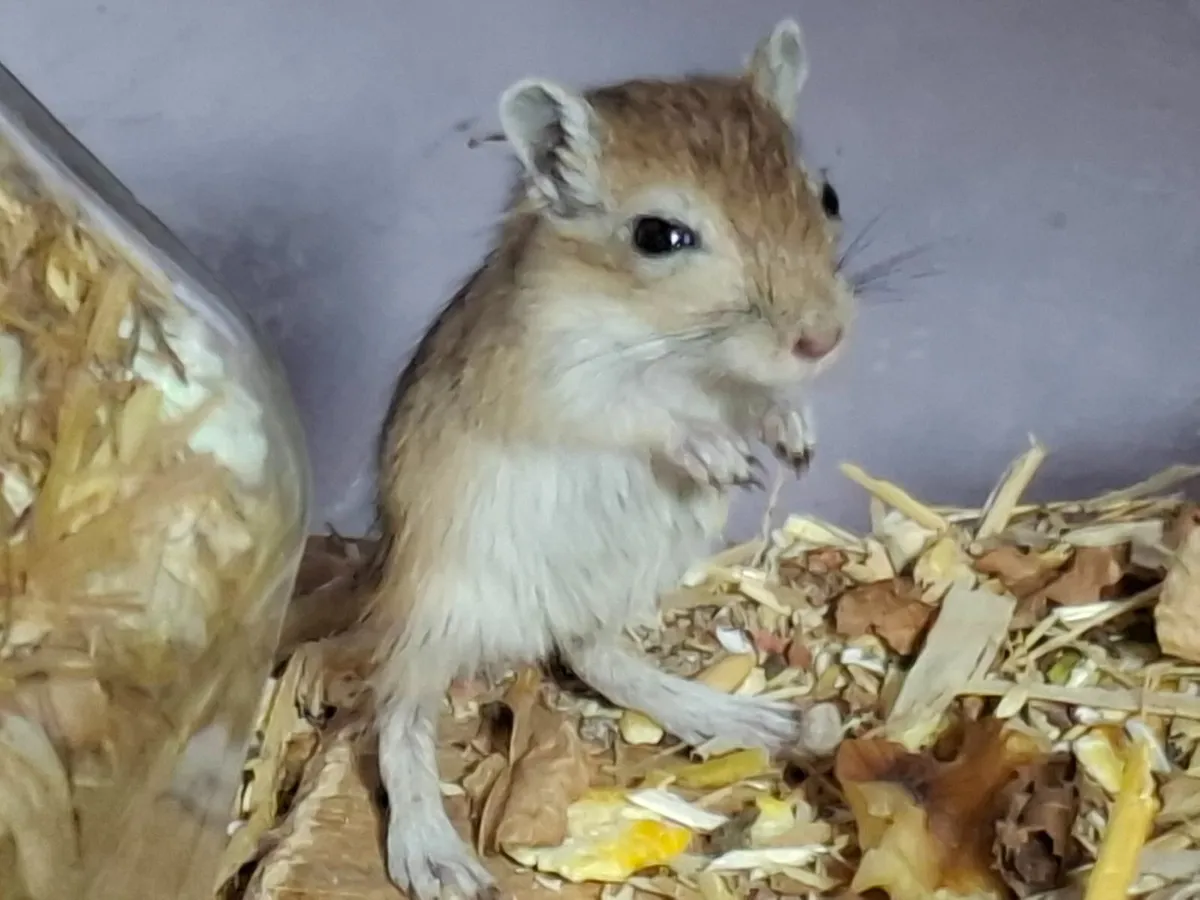 GERBILS-The cleanest and best entertainers - Image 4