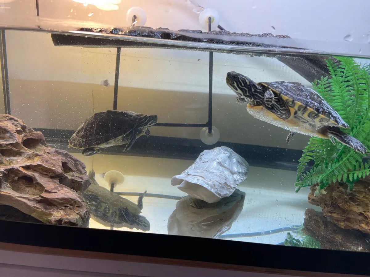 Common musk turtles - Image 2