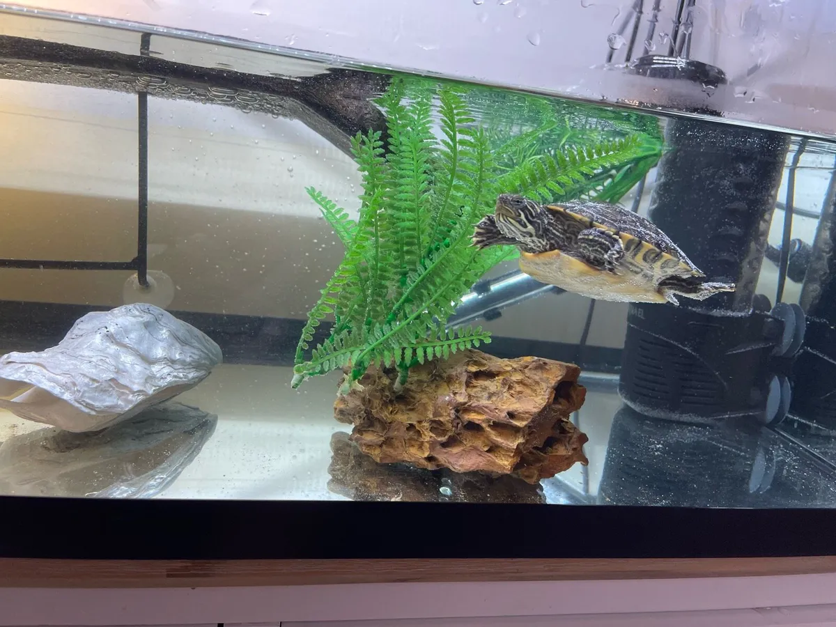 Common musk turtles - Image 3
