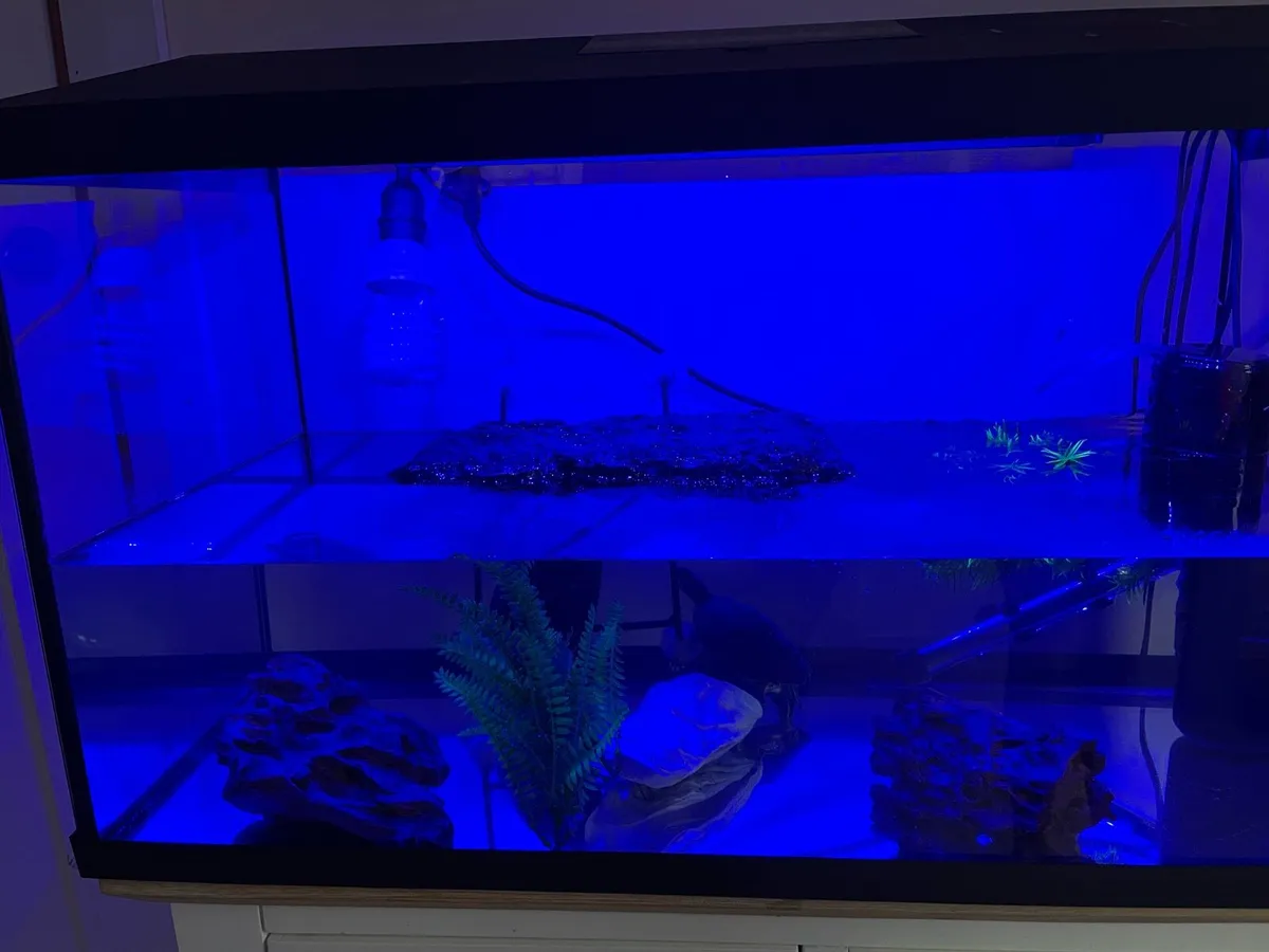 Common musk turtles - Image 4