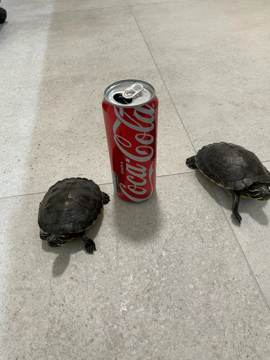 Common musk turtles - Image 1