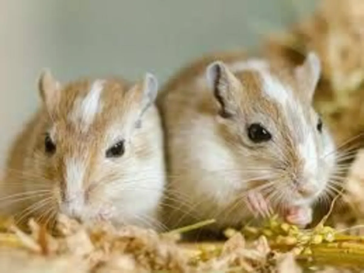 GERBILS-The cleanest and best entertainers - Image 1