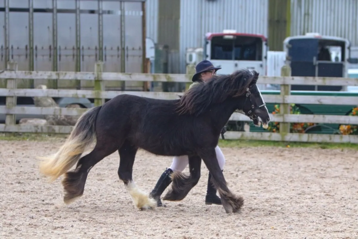 Traditional gypsy cob - Image 1