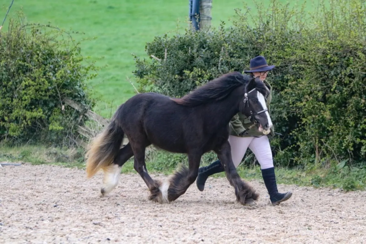 Traditional gypsy cob - Image 2