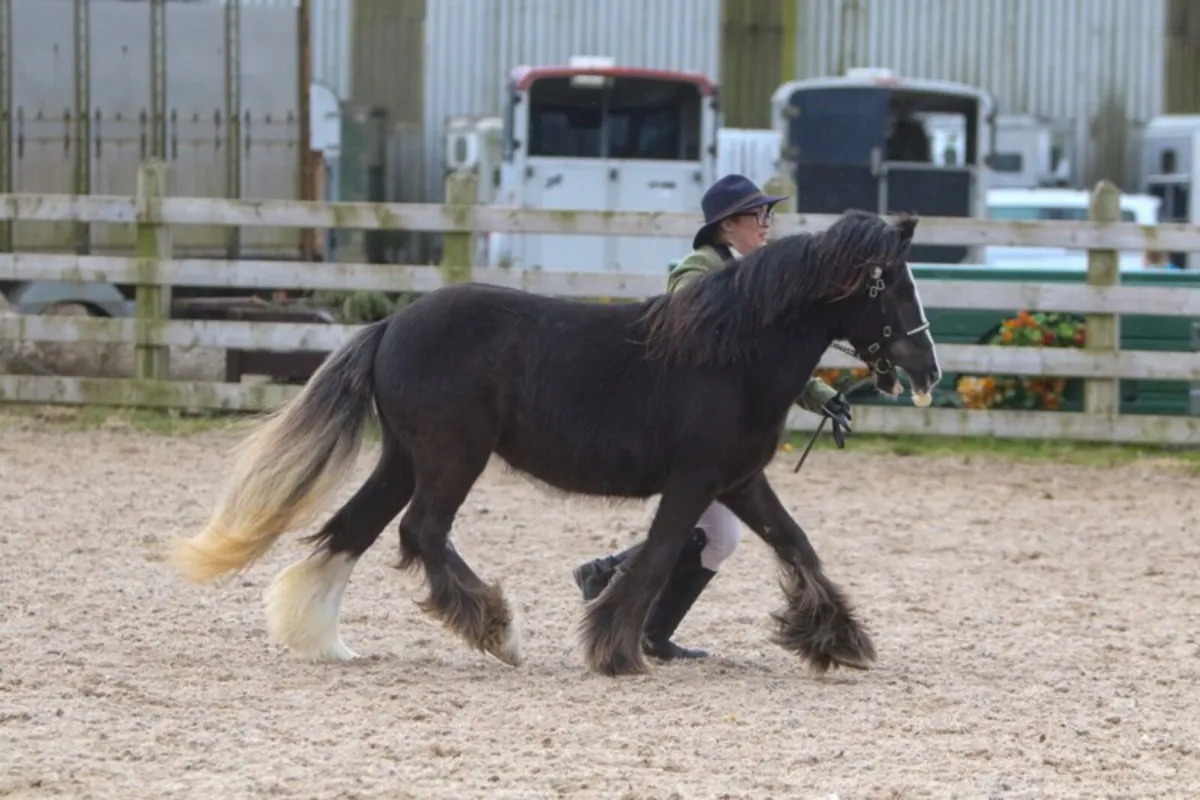 Traditional gypsy cob - Image 3