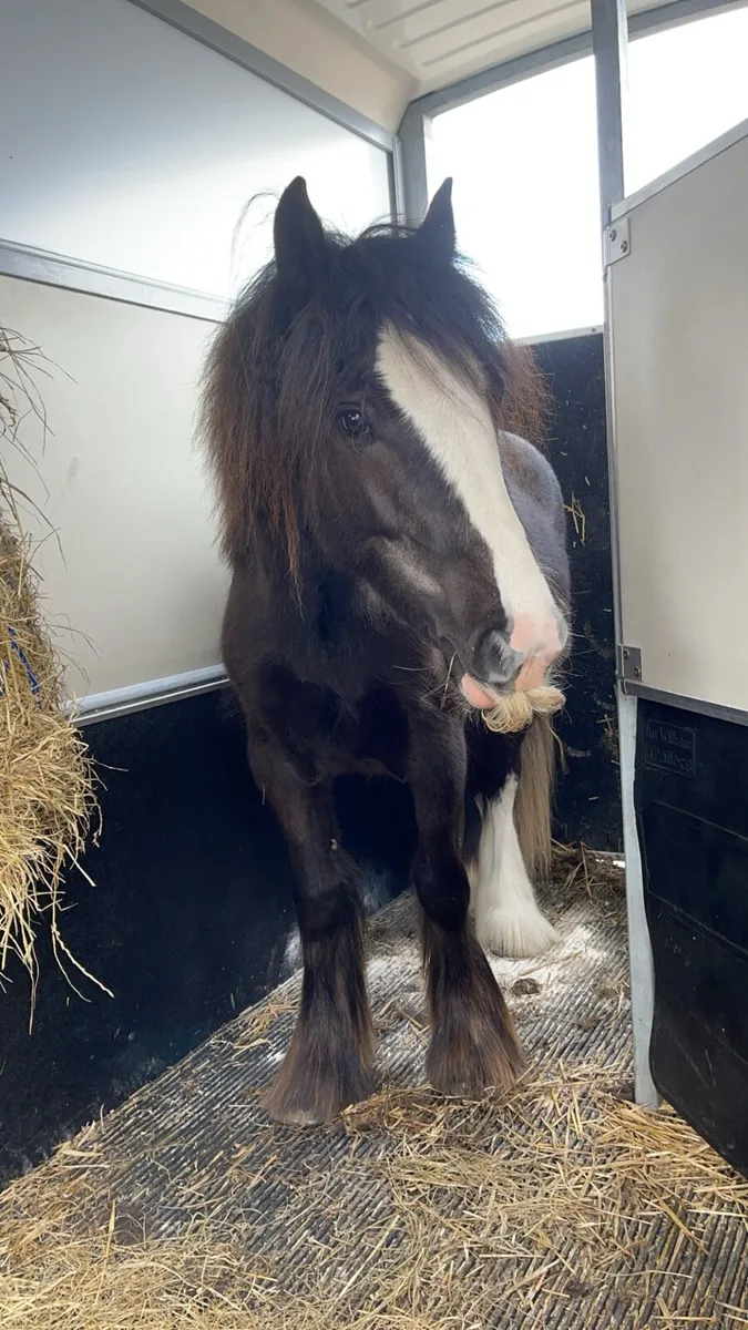 Traditional gypsy cob - Image 4