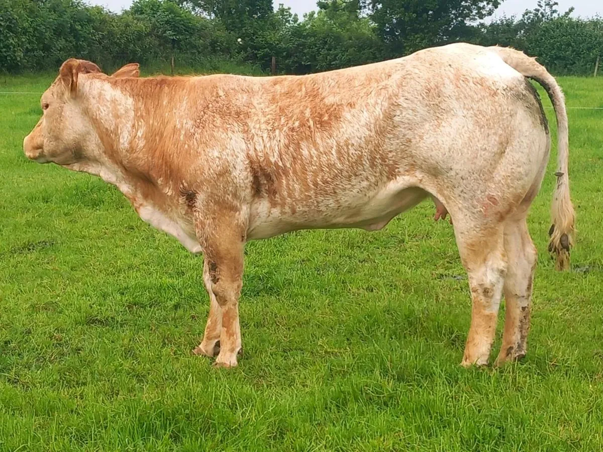 Sucklers for sale ballinasloe mart sat 31th of may - Image 1
