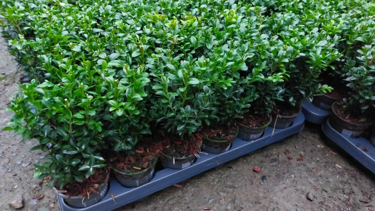 Box Hedging - Image 2
