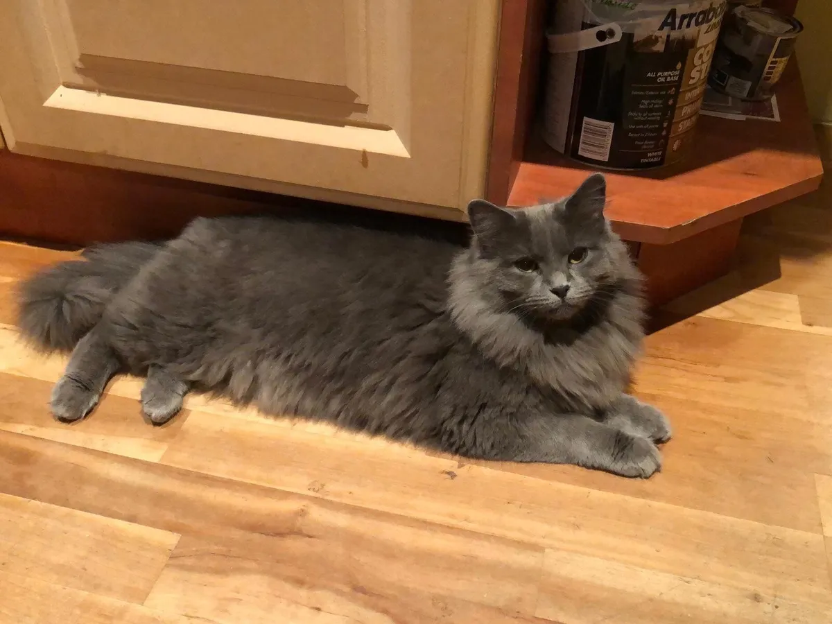 Female Adult cat for sale
