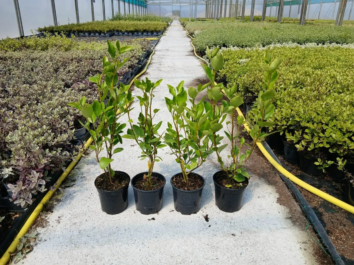 Griselinia Hedging - Image 2