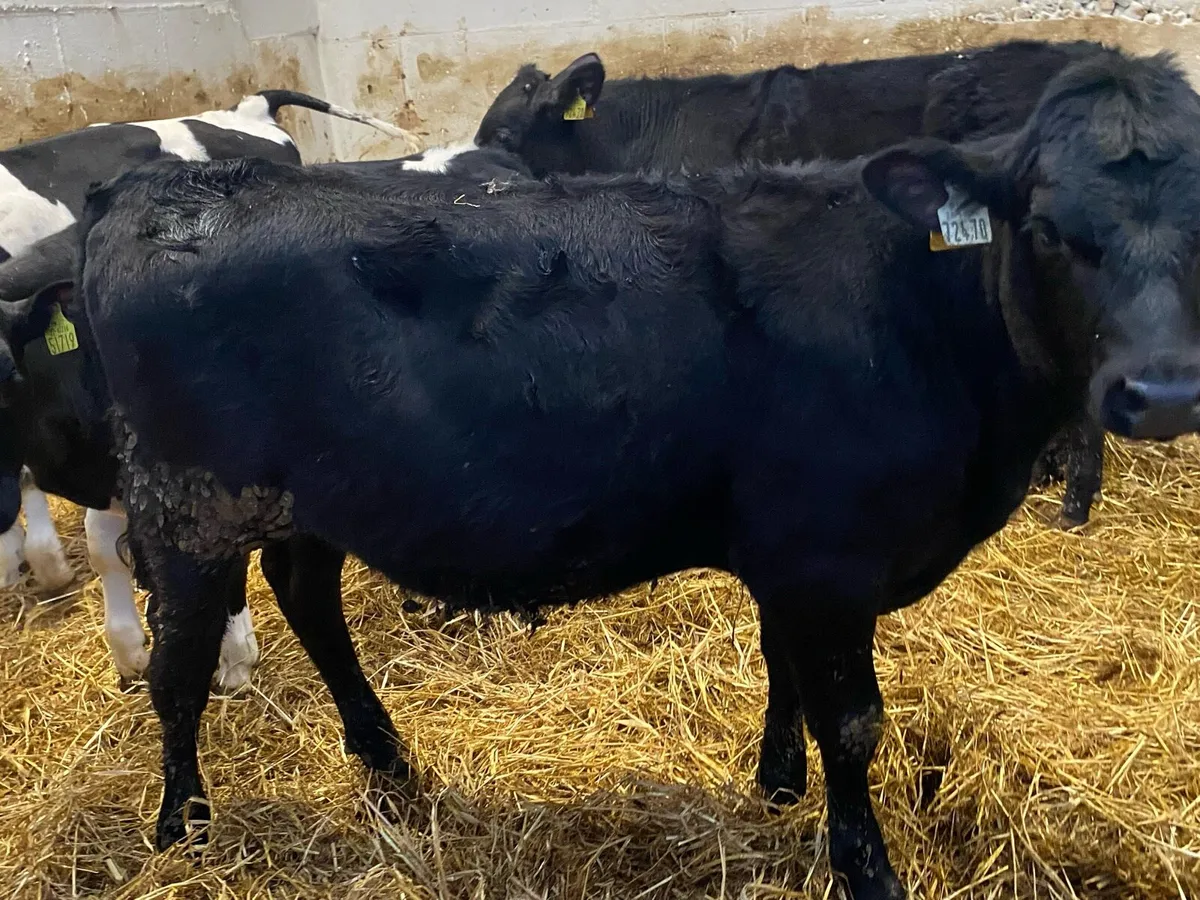 Runner Weanlings - Image 2