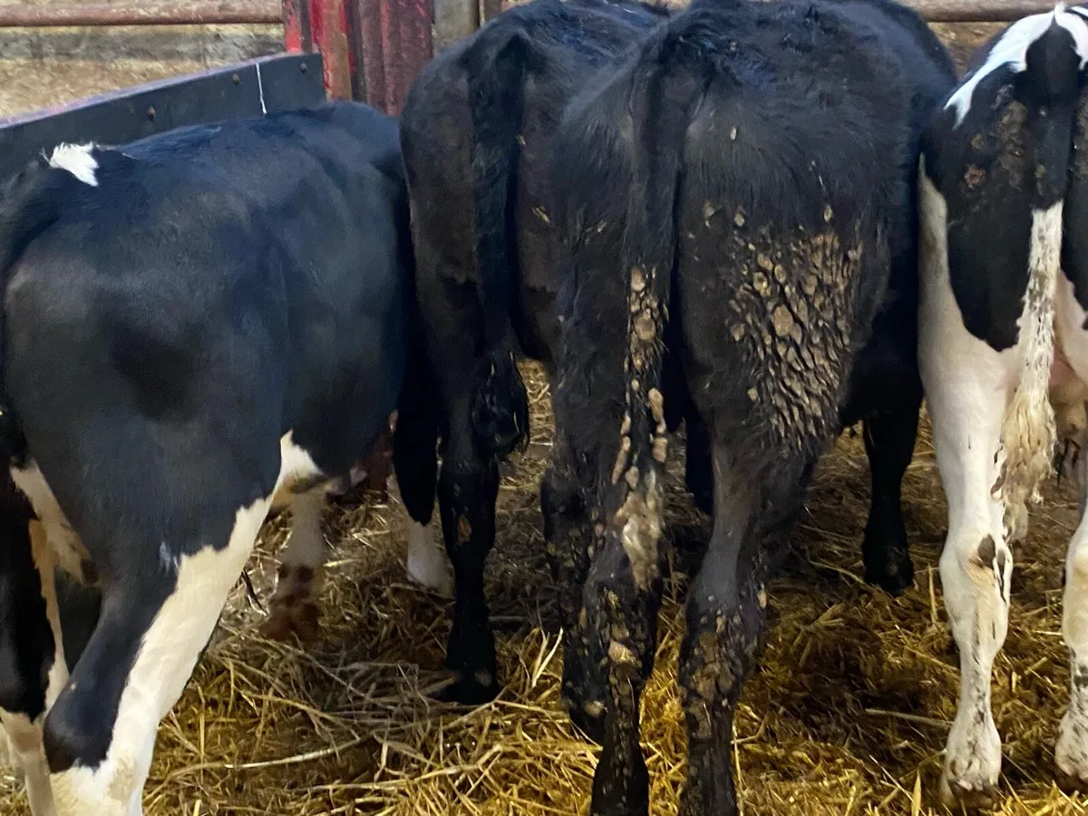 Runner Weanlings - Image 1