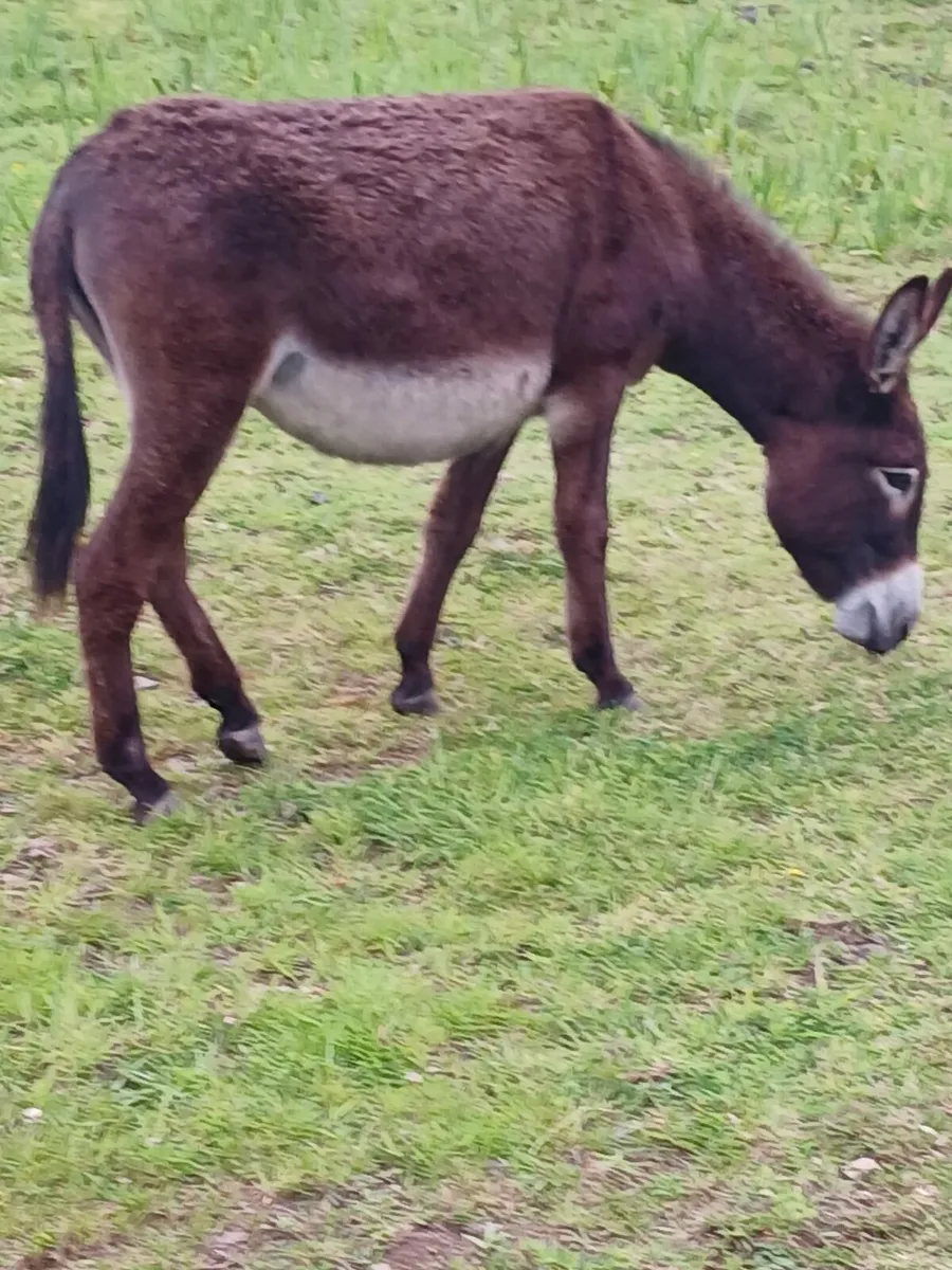 2yo mare donkey 12hh..passported  well handled - Image 1