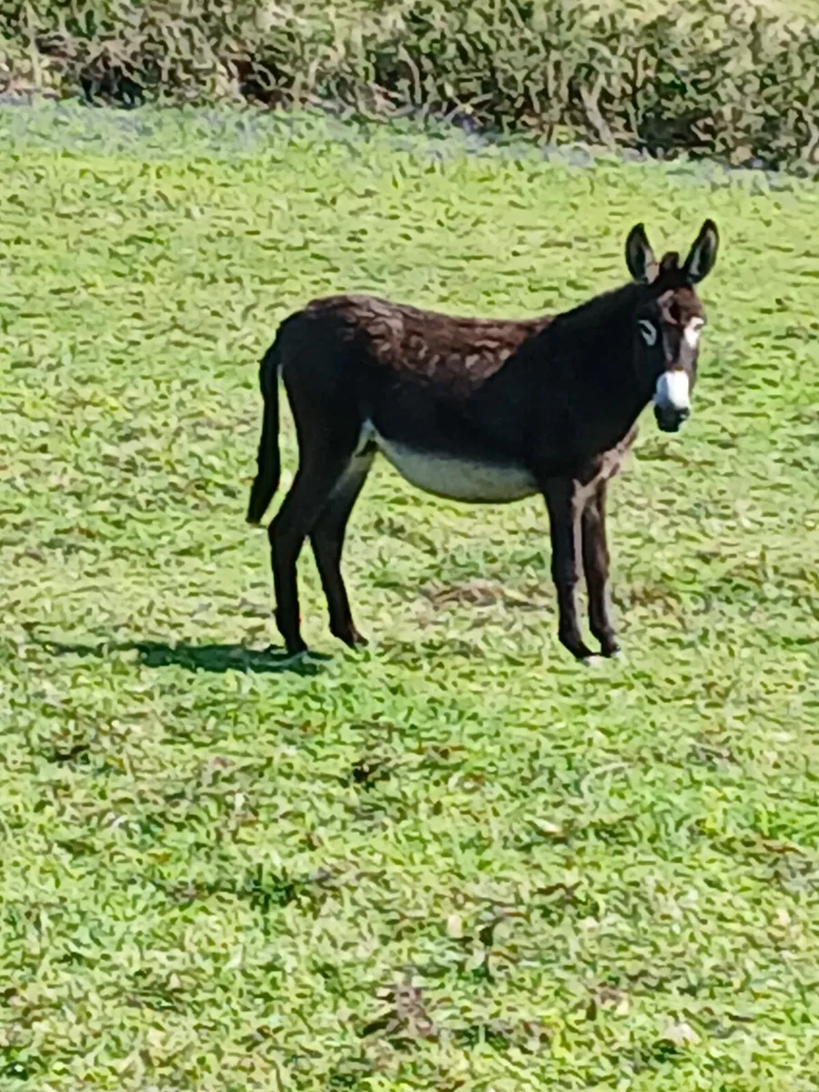 2yo mare donkey 12hh..passported  well handled - Image 2