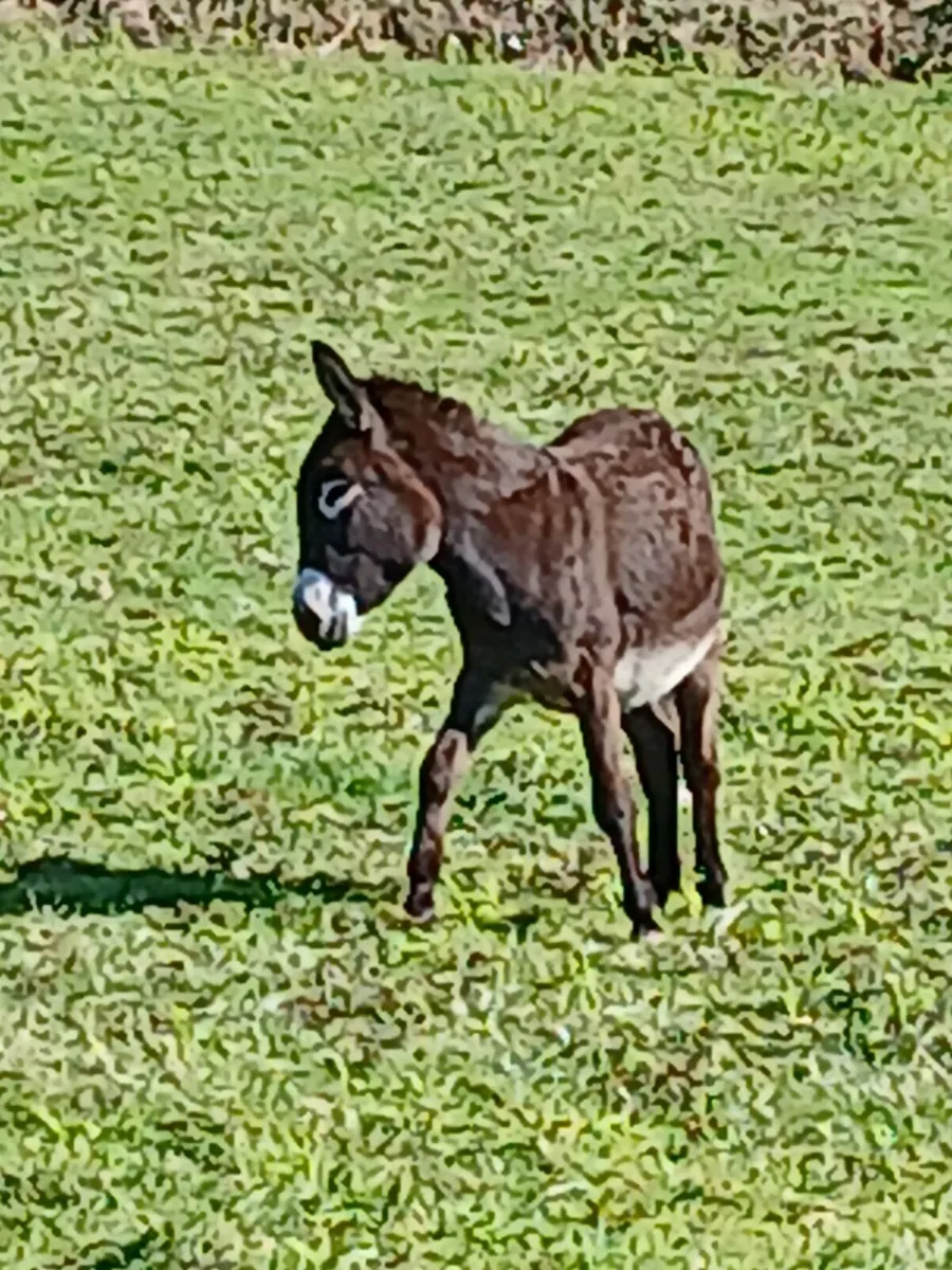 2yo mare donkey 12hh..passported  well handled - Image 3