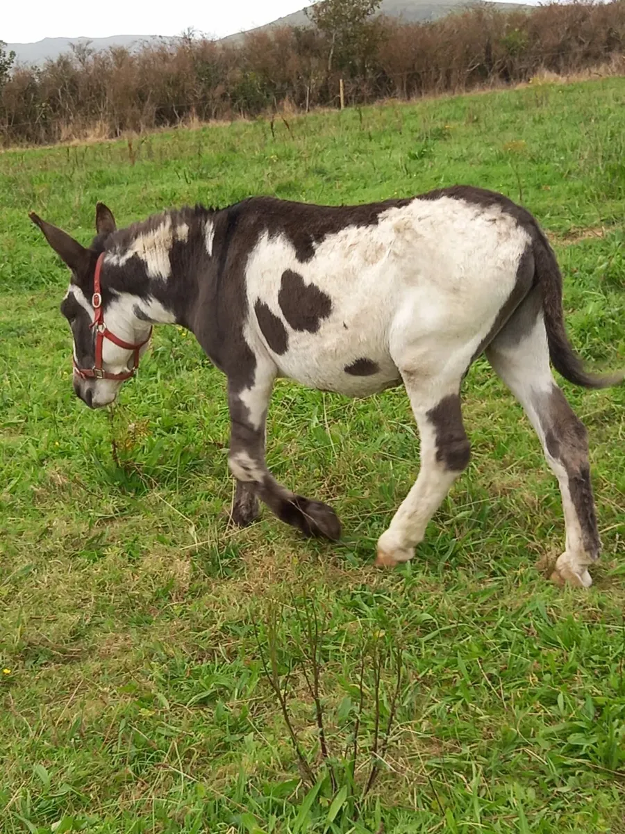 2yo mare donkey 12hh..passported  well handled - Image 4