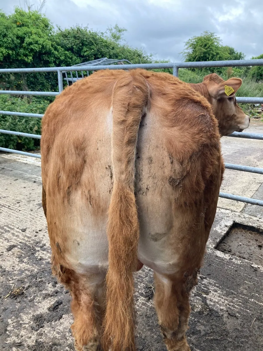 Limousin bulls - Image 1