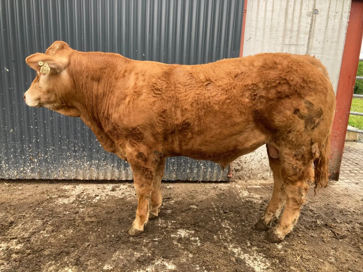 Limousin bulls - Image 2