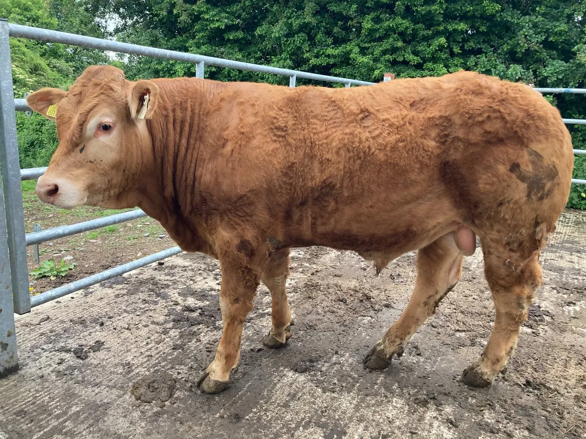Limousin bulls - Image 3