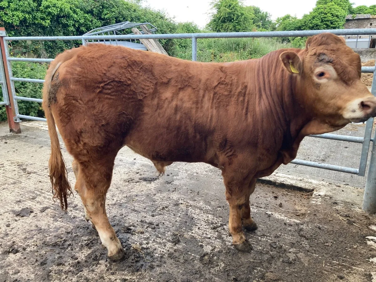 Limousin bulls - Image 4