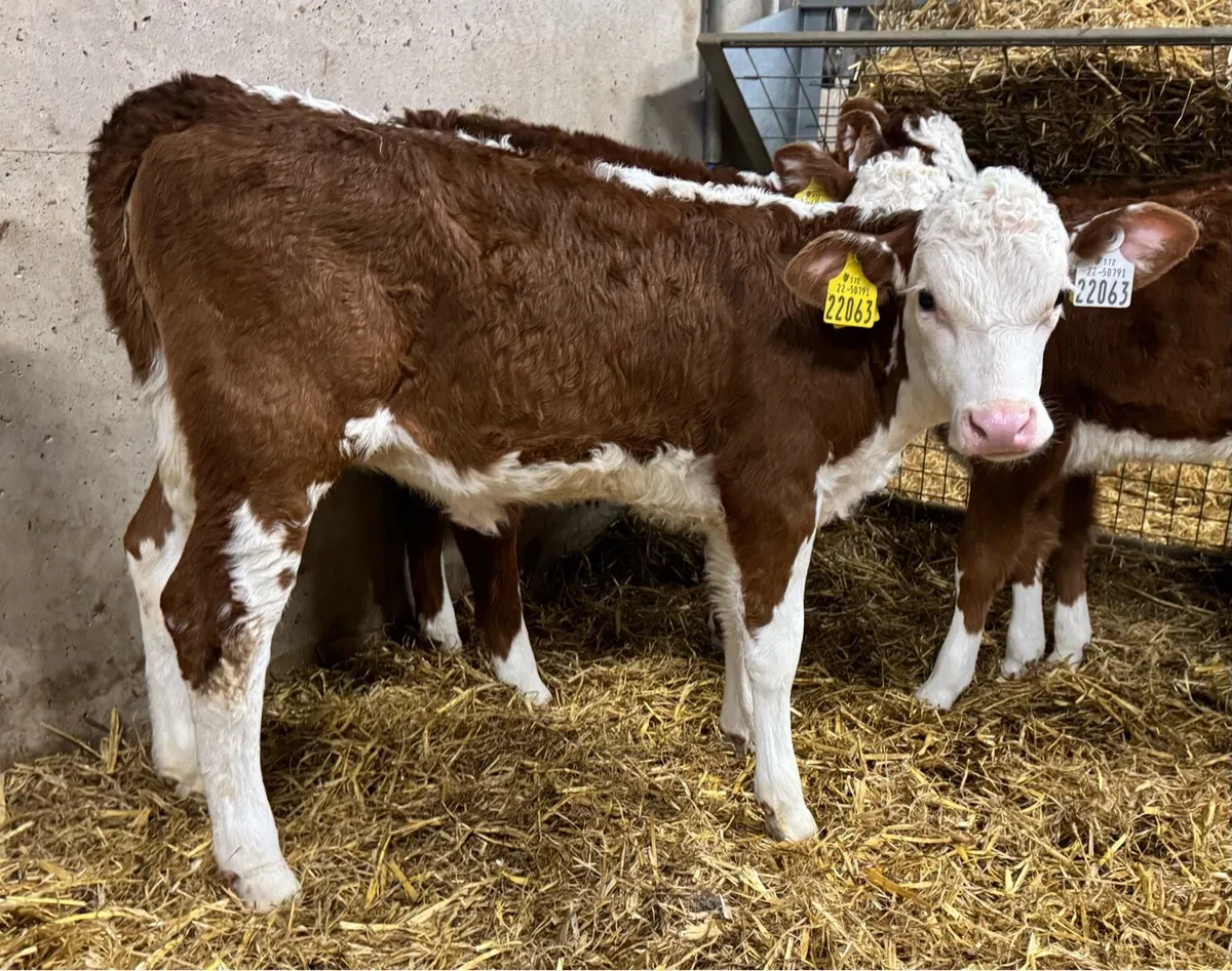 10 Hereford Heifers - Image 2