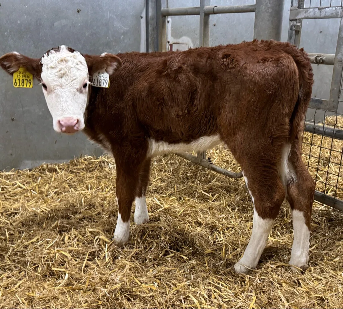 10 Hereford Heifers - Image 3
