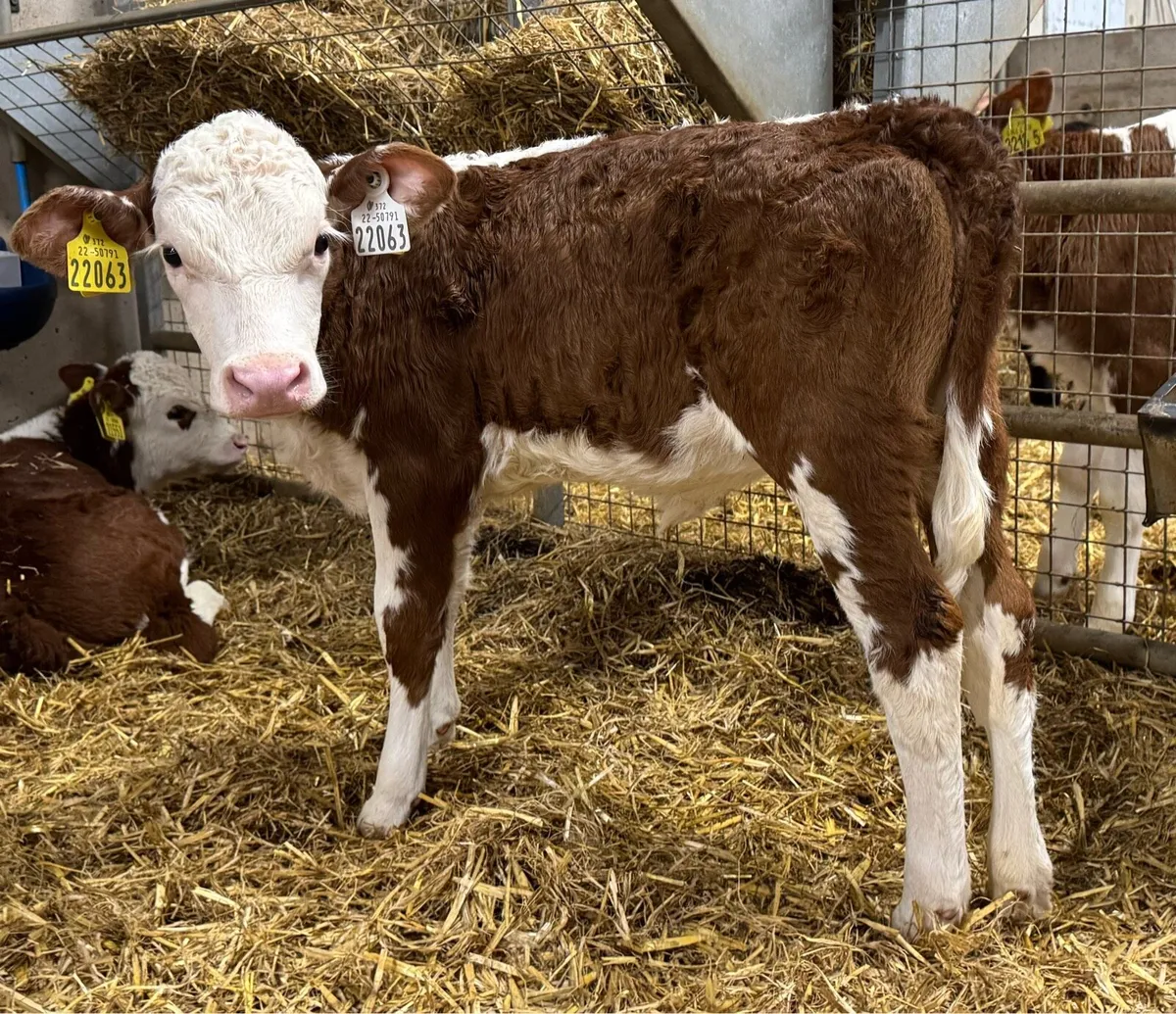 10 Hereford Heifers - Image 4